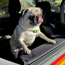 Primo Workz Paw Protector - Black Canvas- Single